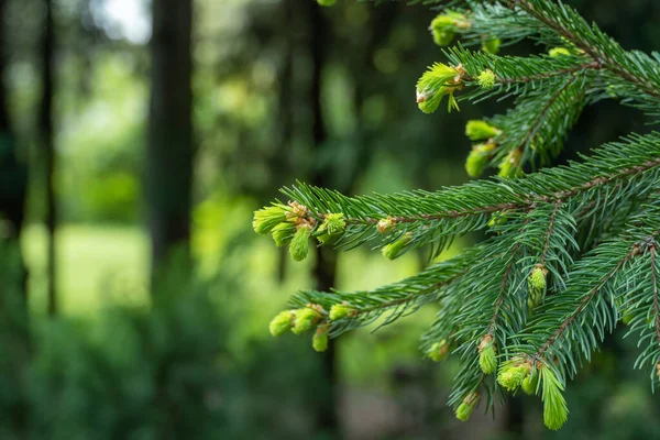 Close Green Spruce Shoots Forest Sprout Branch Coniferous Tree Springtime — Stock Photo, Image