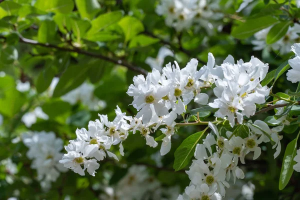 Detailní Záběr Kvetoucí Perleťové Keře Exochorda Alberta Jaře Parku Krásné — Stock fotografie