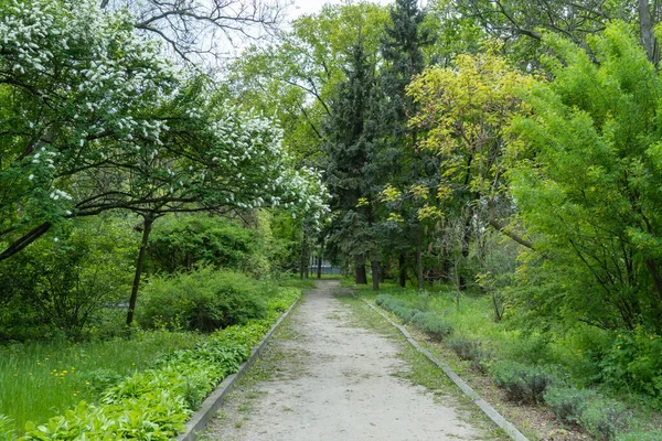 Landscape design. Lawn and trees in the park. Tree shrub grass flower conifer fir pine - mix gardening. Beauty in nature.