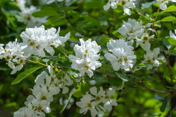 春に花を咲かせる真珠のブッシュエキソコルダ アルベルタが公園にあります 観賞用低木の美しい白い花 枝に緑色の葉 晴れた日の春の花 — ストック写真