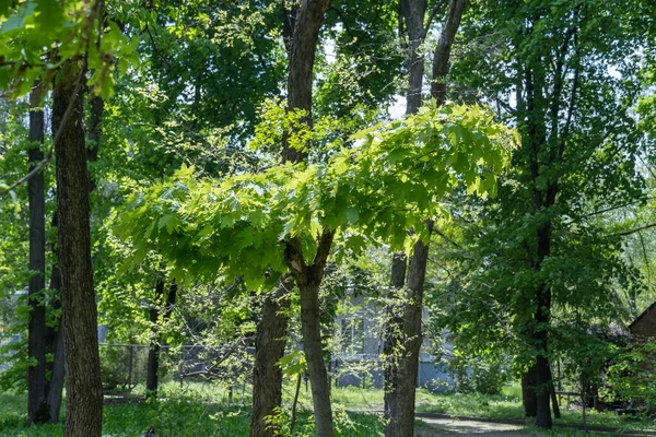 Jovem Ácer Jardim Ramos Sapindaceae Planta Com Folhagem Verde Primavera — Fotografia de Stock