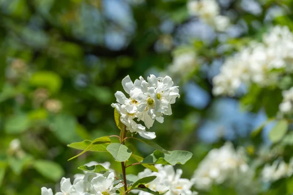 春に花を咲かせる真珠のブッシュエキソコルダ アルベルタが公園にあります 観賞用低木の美しい白い花 枝に緑色の葉 晴れた日の春の花 — ストック写真
