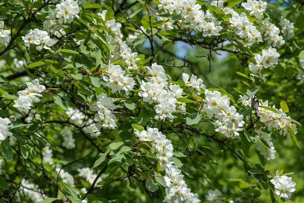 公園で春に真珠の茂みExochorda Albertaを開花させます 観賞用低木の美しい白い花 枝に緑色の葉 晴れた日の春の花 — ストック写真