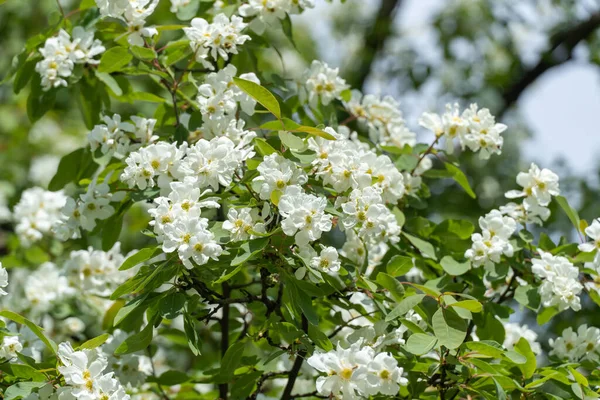 公園で春に真珠の茂みExochorda Albertaを開花させます 観賞用低木の美しい白い花 枝に緑色の葉 晴れた日の春の花 — ストック写真