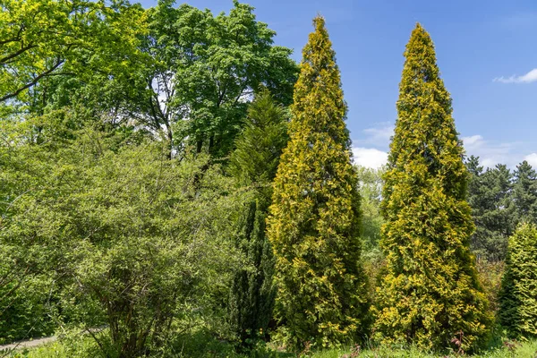 Grupo Árvore Verde Cipreste Piramidal Crescendo Parque Evergreen Planta Conífera — Fotografia de Stock