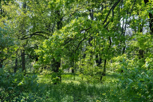 Κλαδιά Νεαρής Βελανιδιάς Στον Κήπο Άλσος Από Φυλλώδη Δέντρα Στο — Φωτογραφία Αρχείου
