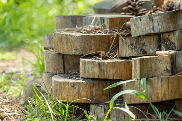 Composición Forestal Grupo Troncos Madera Rodajas Con Conos Pino Seco —  Fotos de Stock