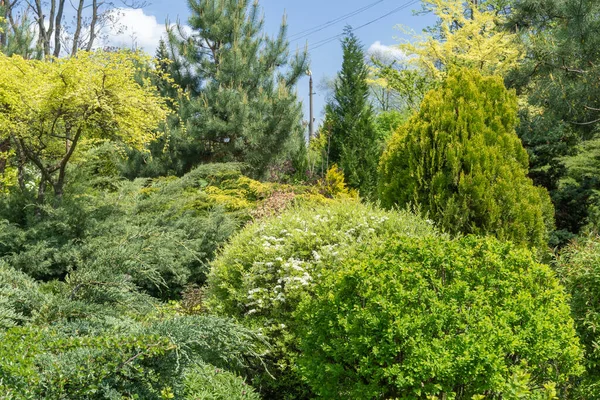 Landscape Design Lawn Trees Park Tree Shrub Grass Flower Conifer — Stockfoto