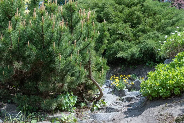 Tillämpa Natursten Landskapsdesign Stenstig Trädgården Med Buskar Blommar Vackra Manikyrerade — Stockfoto