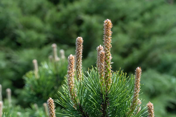 Pine Skjuter Närbild Unga Grenar Vintergröna Växter Grönt Barrträd Våren — Stockfoto