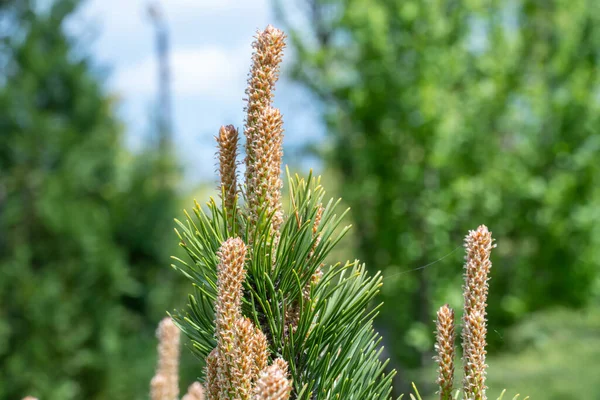 Pine Skjuter Närbild Unga Grenar Vintergröna Växter Grönt Barrträd Våren — Stockfoto