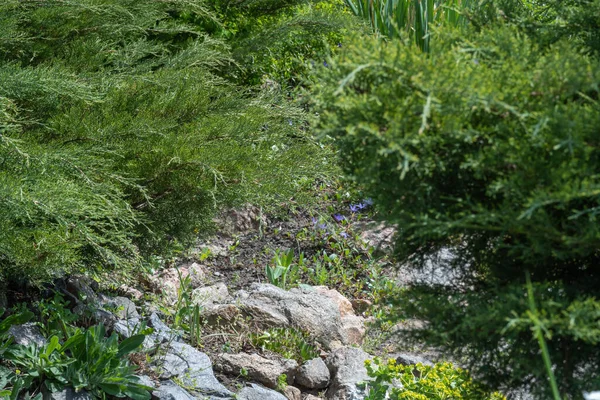 Toepassing Natuursteen Landschapsontwerp Stenen Pad Tuin Met Struiken Bomen Bloemen — Stockfoto