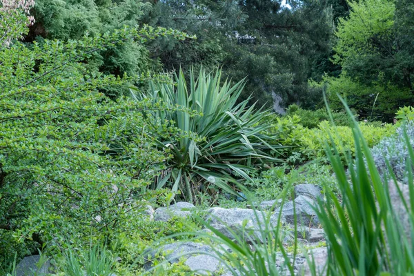 Aplicação Pedra Natural Projeto Paisagem Caminho Pedra Jardim Com Arbustos — Fotografia de Stock