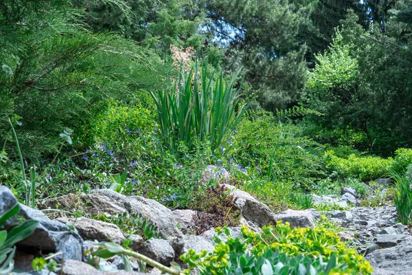 Tillämpa Natursten Landskapsdesign Stenstig Trädgården Med Buskar Blommar Vackra Manikyrerade — Stockfoto
