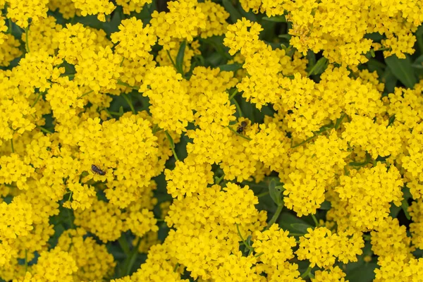Gruppe Kleiner Gelber Blüten Garten Blütenstrauch Krautige Art Buratschok Schöne — Stockfoto