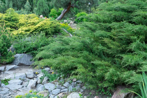 Toepassing Natuursteen Landschapsontwerp Stenen Pad Tuin Met Struiken Bomen Bloemen — Stockfoto