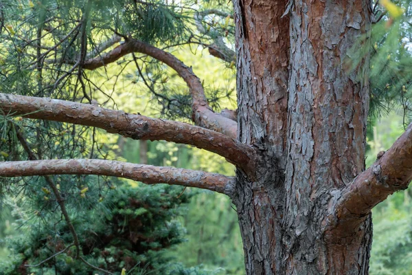 Dubbele Pijnboomstam Het Natuurpark Mystieke Naaldboom Altijd Groen Brede Takken — Stockfoto