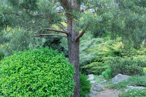 Dubbele Pijnboomstam Het Natuurpark Mystieke Naaldboom Altijd Groen Brede Takken — Stockfoto