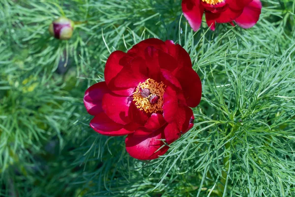 Närbild Röd Pion Smal Blad Trädgården Blossom Buske Örtarter Paeonia — Stockfoto