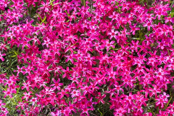 Phlox Subulera Blommor Trädgården Blommande Smygande Mossa För Landskapsdesign Ljusa — Stockfoto