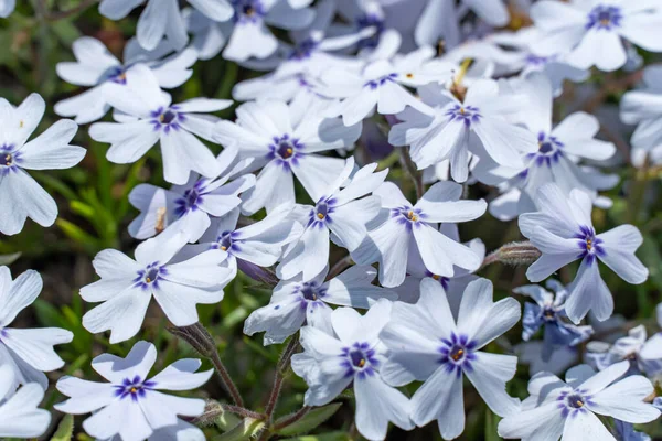 Bahçedeki Phlox Subute Çiçekleri Peyzaj Tasarımı Için Sürünen Yosunlar Zemini — Stok fotoğraf
