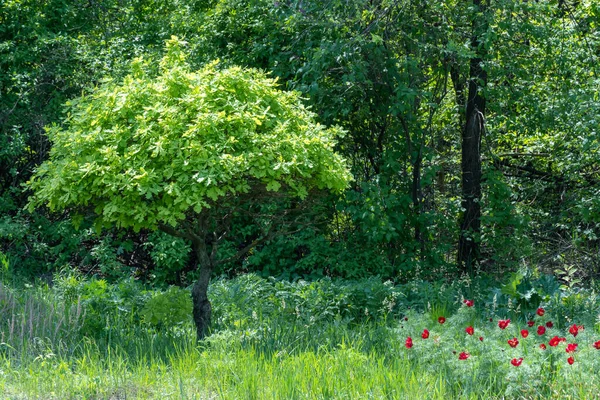 Mladý Dub Zahradě Větve Kverkusové Rostliny Zeleným Listím Jaře Strom — Stock fotografie