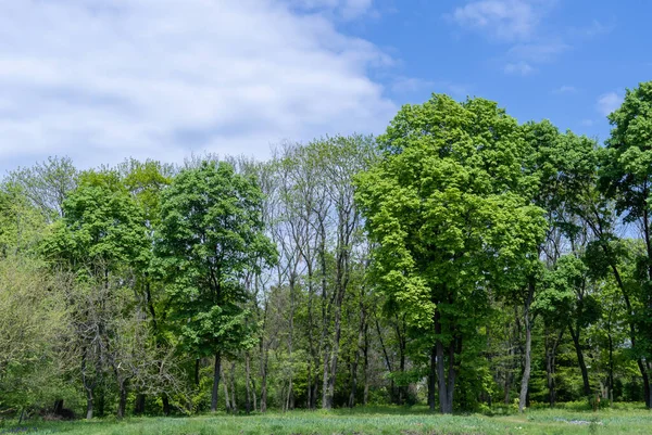 Άλσος Από Φυλλώδη Δέντρα Στο Πάρκο Μια Ομάδα Κορμών Φυτρώνει — Φωτογραφία Αρχείου