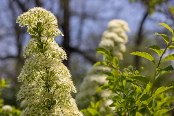 庭に近い枝花のスパイレーア 白ふわふわの植物ビリャルディの開花 美しい小さな花が春を開きます 花の背景壁紙 ぼけ効果 — ストック写真