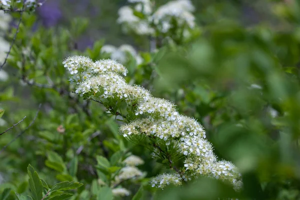 Detailní Záběr Větev Květiny Spiraea Zahradě Kvetoucí Bílé Nadýchané Rostliny — Stock fotografie