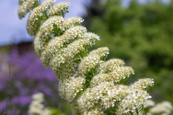 Ramo Ravvicinato Fiori Spiraea Giardino Fioritura Piante Bianche Morbide Billardii — Foto Stock