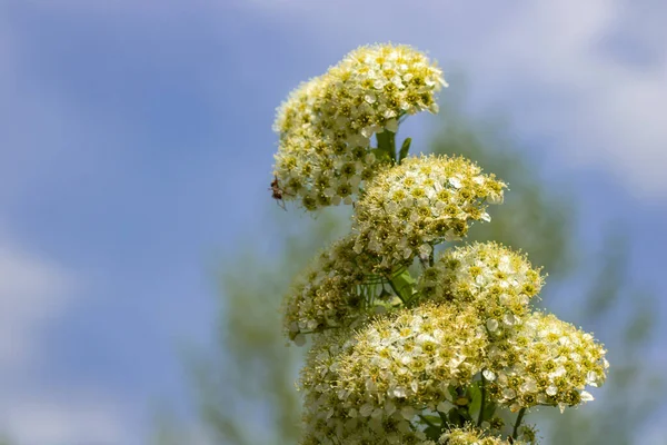 庭に近い枝花のスパイレーア 白ふわふわの植物ビリャルディの開花 美しい小さな花が春を開きます 花の背景壁紙 ぼけ効果 — ストック写真