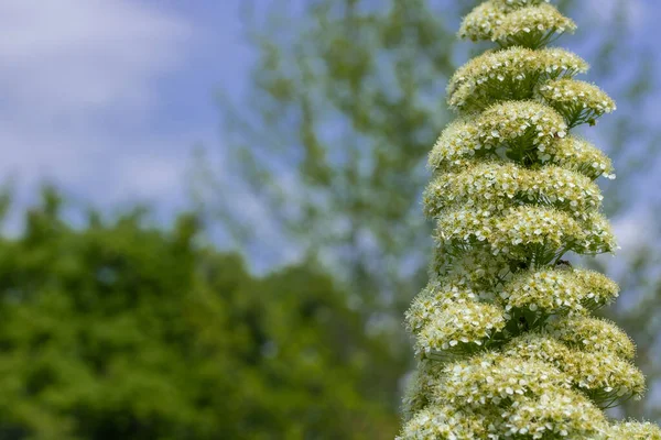 Detailní Záběr Větev Květiny Spiraea Zahradě Kvetoucí Bílé Nadýchané Rostliny — Stock fotografie