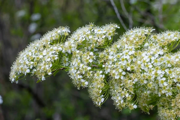 庭に近い枝花のスパイレーア 白ふわふわの植物ビリャルディの開花 美しい小さな花が春を開きます 花の背景壁紙 ぼけ効果 — ストック写真