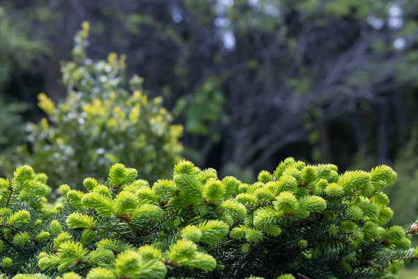 Abeto Verde Dispara Floresta Broto Árvore Conífera Ramo Primavera Jovem — Fotografia de Stock