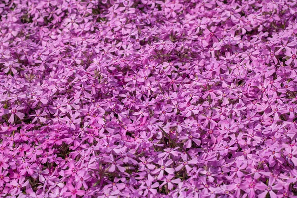 Phlox Subuluje Květiny Zahradě Kvetoucí Plíživý Mech Pro Návrh Krajiny — Stock fotografie