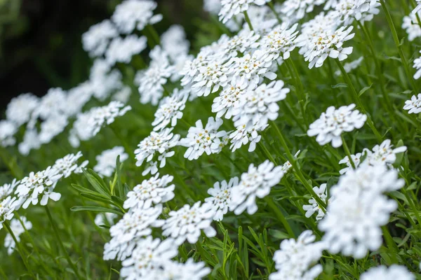 庭には小さな白い花のイベリス センペルヴィレンのグループがあります カンナフト植物の多年生の開花 美しい小さな花が春を開きます 花の壁紙 — ストック写真