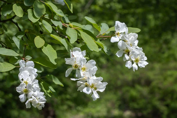 公园里的珍珠树盛开 枝繁叶茂 枝繁叶茂 观赏灌木上美丽的白色花朵 绿叶在树枝上 春天里开花结果 — 图库照片