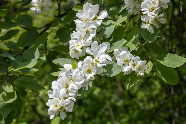 春に花を咲かせる真珠のブッシュエキソコルダ アルベルタが公園にあります 観賞用低木の美しい白い花 枝に緑色の葉 晴れた日の春の花 — ストック写真