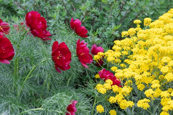 Krásné Květy Červené Tenké Listnaté Pivoňky Žluté Horské Alyssum Jednom — Stock fotografie