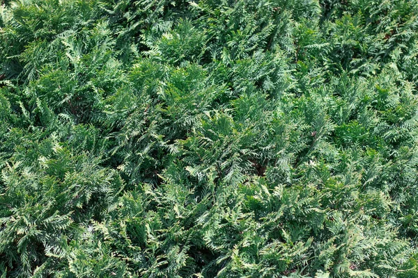 Rami Verdi Che Crescono Ginepro Orizzontale Juniperus Horizontalis Del Cipresso — Foto Stock