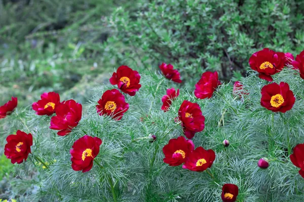 Närbild Röd Pion Smal Blad Trädgården Blossom Buske Örtarter Paeonia — Stockfoto