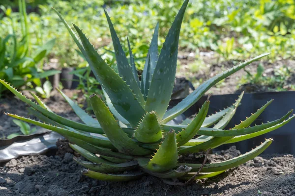 Planta Aloe Vera Crece Condiciones Naturales Ampliamente Utilizado Medicina Cosméticos Imágenes de stock libres de derechos