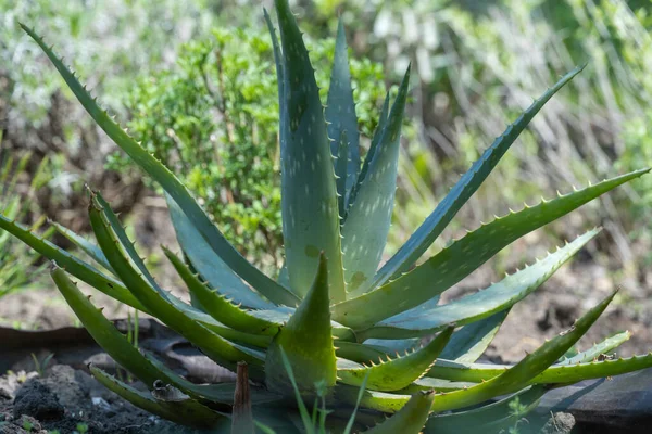 Aloe Vera Növény Természetes Körülmények Között Széles Körben Használják Orvostudományban Jogdíjmentes Stock Fotók
