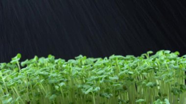 Brokoliyi suluyorum. Su yeşil bitkilerin üzerine püskürtülür. Brassica oleracea. Konteynırlardaki sulu, taze lahanaların üzerine sıçradı. Lahana tohumu filizlenmesi. Sağlıklı beslenme ve organik gıda.