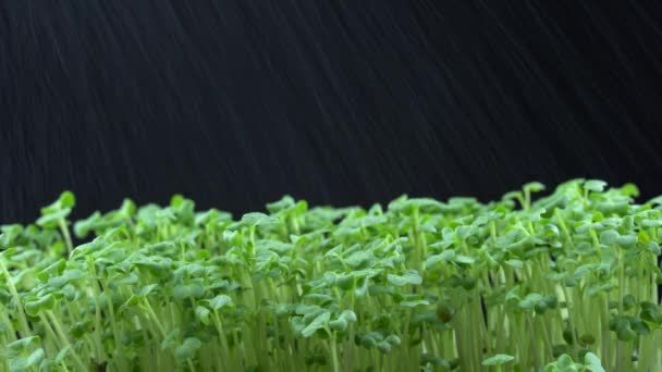 Irrigazione Microverdi Broccoli Acqua Viene Spruzzata Sulle Piante Verdi Brassica — Video Stock