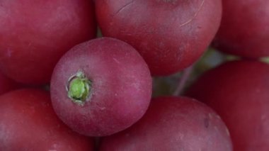 Üst görünüm turp grubu siyah bir arkaplan üzerinde döner. Sulu olgun sebzeli raphanus sativus. Genç bahar kırmızı kökü. Vitaminler doğal gıdalarda. Kırmızı renkte duvar kağıdı ve dokusu.