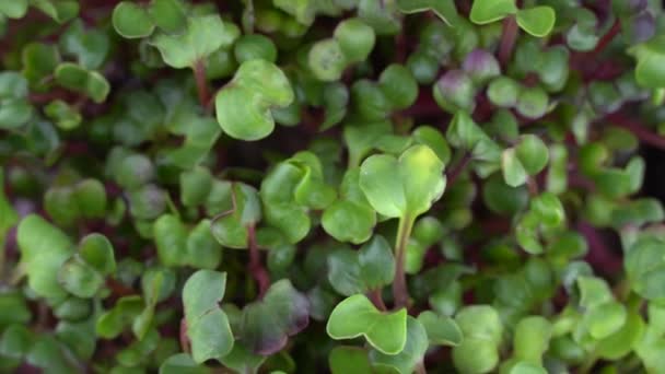 Вид Зверху Редька Мікрозелень Обертається Чорному Тлі Зелені Рослини Проростання — стокове відео