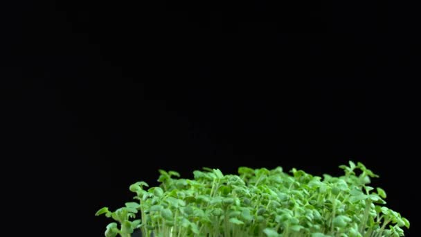黒の背景にマスタードマイクログリーンの回転 緑色の植物シナピス アルバの発芽 容器の中でジューシーな若い芽 マスタードの種の発芽 健康的な栄養と有機食品 — ストック動画