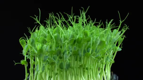 Microgreens Guisante Rotación Sobre Fondo Negro Plantas Verdes Germinación Pisum — Vídeos de Stock