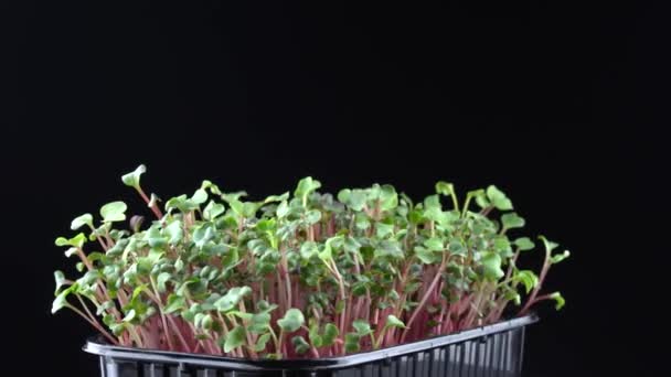 黒の背景にマイクログリーンの回転を放射します 緑の植物はラパノス サティウスの発芽 容器の中でジューシーな若い芽 野菜の種の発芽 健康的な栄養と有機食品 — ストック動画